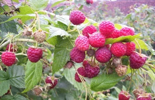 覆盆子和树莓的区别 覆盆子和树莓的区别图片