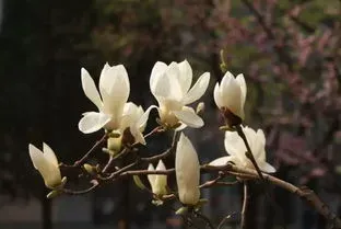 玉兰花的寓意和象征 玉兰花的寓意和象征风水