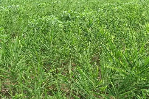 生姜种植时间和方法 生姜种植时间和方法视频