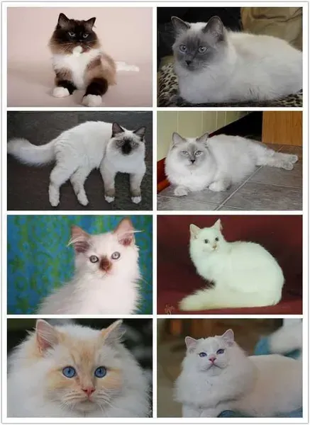 布偶猫哪个色最贵 布偶猫哪个色最贵图片