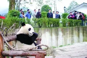 四川雅安碧峰峡大熊猫基地 四川雅安碧峰峡大熊猫基地有多少大熊猫