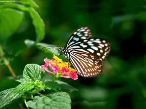 世界上最罕见的蝴蝶 世界上最罕见的蝴蝶图片