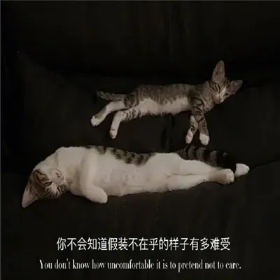 昆工虐猫事件起因是什么 昆工虐猫事件什么情况真假