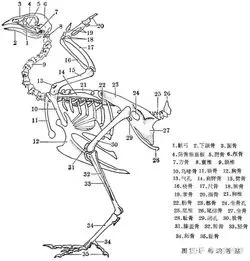 热辣香骨鸡是什么位置的肉 热辣香骨鸡是什么位置的肉值多少