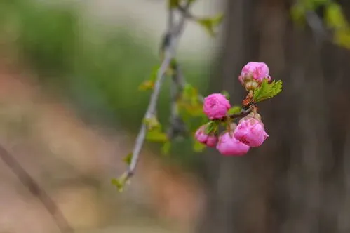 花开花落自有时意思 情起情灭不由人,花开花落自有时意思