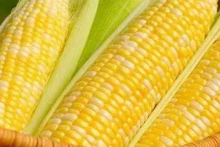 玉米几月份成熟 南方玉米几月份成熟