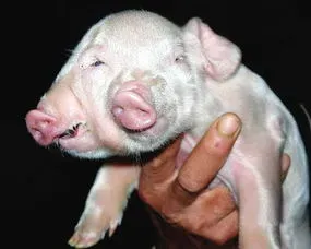 猪连体怎么做好吃 猪连体怎么做好吃视频
