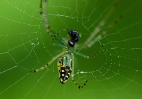 怎么消灭蜘蛛 怎么消灭蜘蛛等室内害虫?