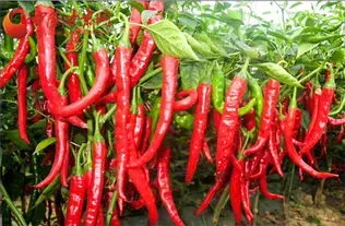 辣椒的功效与作用 辣椒的功效与作用及营养价值