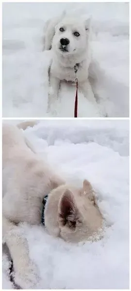 我真不是谪仙人免费雪降刺猬猫