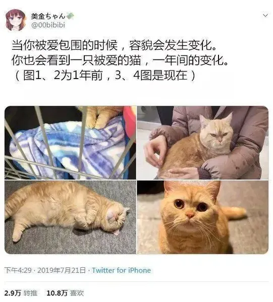 无敌的我只想上远月！免费阿伟还没死刺猬猫