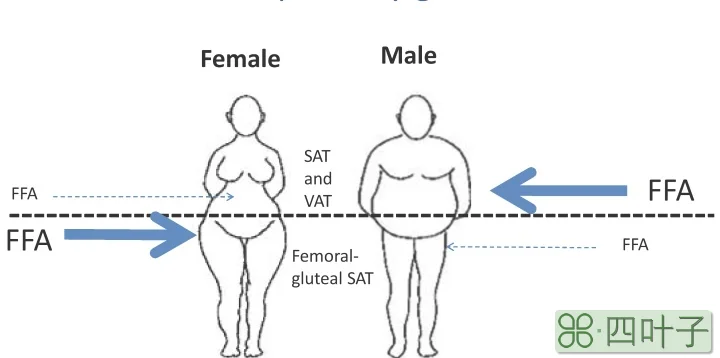 肚子脂肪燃烧_燃烧脂肪靶点被发现_脂肪燃烧减肥