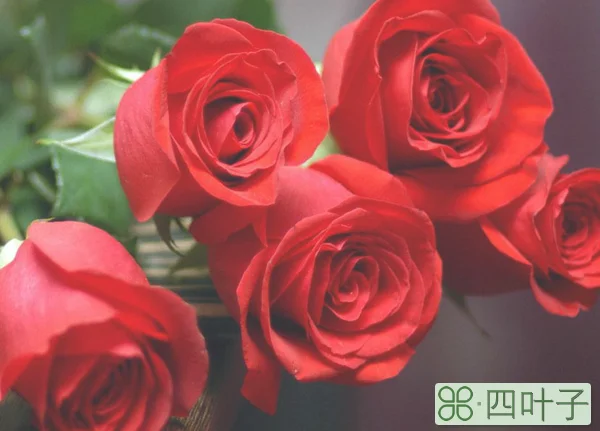 19朵玫瑰花的花语是什么，19朵玫瑰代表什么意思？