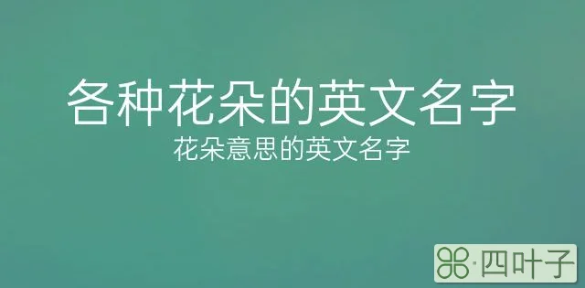 各种花朵的英文名字|花朵意思的英文名字 50个