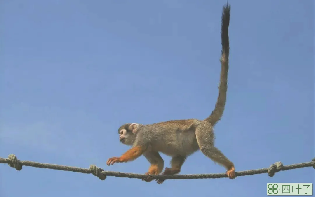 猴子的尾巴有什么作用（猴子的尾巴用来干什么）