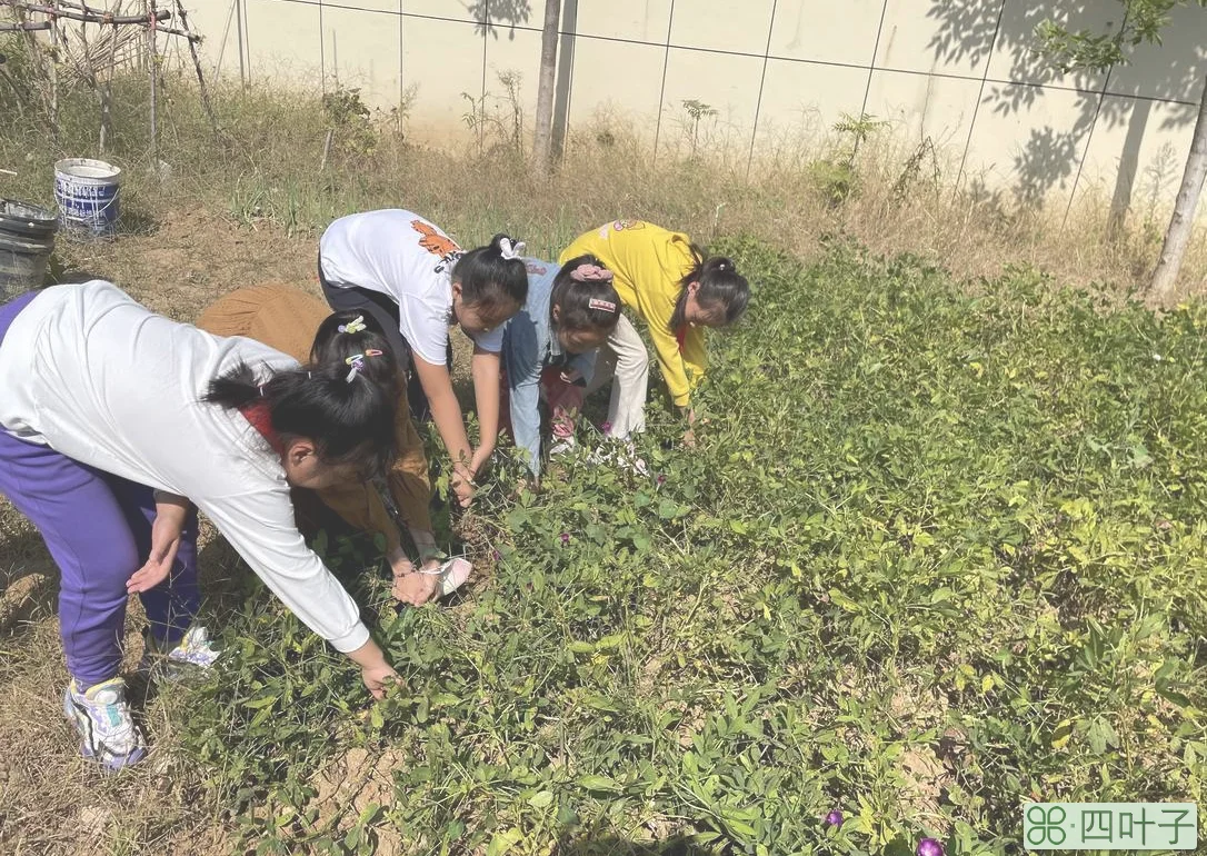 烟台市芝罘区山水龙城小学进行秋收校园劳动节活动