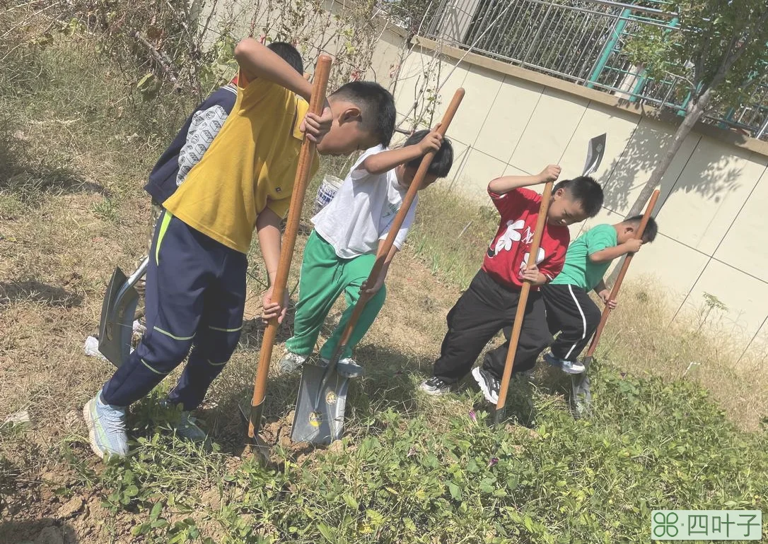 烟台市芝罘区山水龙城小学进行秋收校园劳动节活动