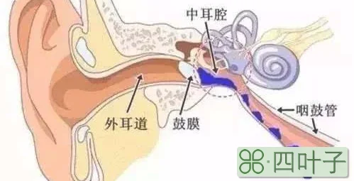 掏完耳朵耳朵里面痛_五十对耳朵_碳酸氢钠注射液滴耳朵耳朵堵