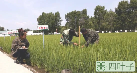 黑土地保护法8月1日正式施行 我国黑土地保护迈入新纪元