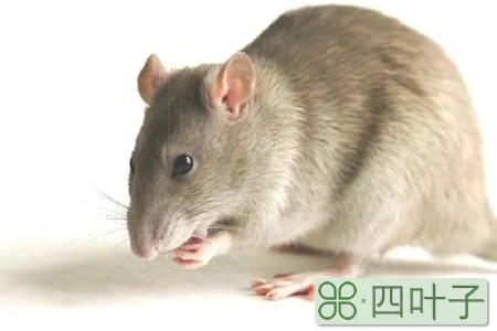 老鼠最怕什么气味？