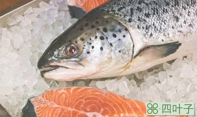 法罗群岛出产的是可以生食的真三文鱼吗？盒马鲜生销售的新西兰帝王鲑是否适合生食？