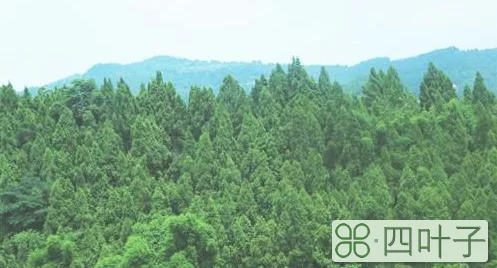林草科普|“森林覆盖率”“林木绿化率”和“生态平衡”