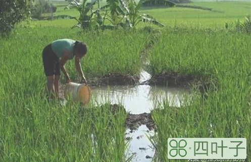 有些农民打农药的时候，往往在药桶里面加一点醋，加醋有什么用呢？