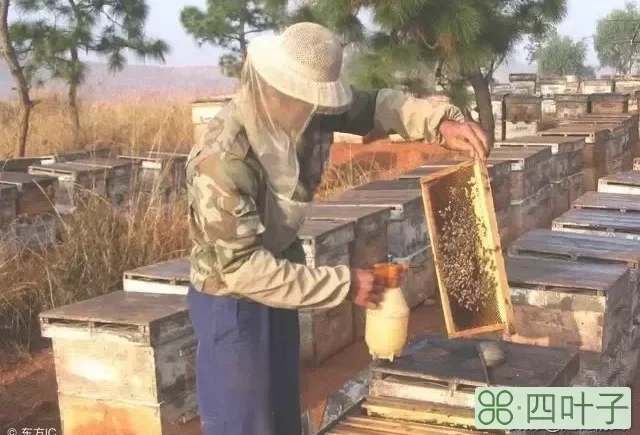 蜜蜂春繁开繁时治几次螨？具体怎么操作？