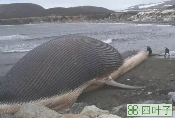 鲸鱼死后为什么会自爆?