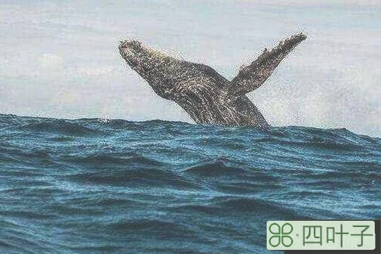 巨型海怪杀死50吨鲸鱼，超恐怖海怪/疑似长60米的大王乌贼