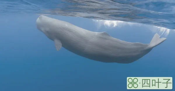 鲸鱼尾巴寓意是什么?