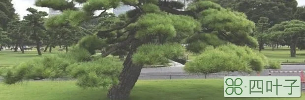 松树象征