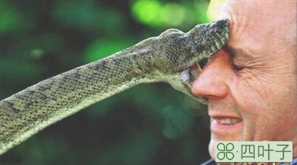 网上蟒蛇吃人是真的吗，恐怖巨蟒将农妇活吞|谣言