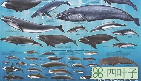 鲸的种类有很多种，有多少种呢？
