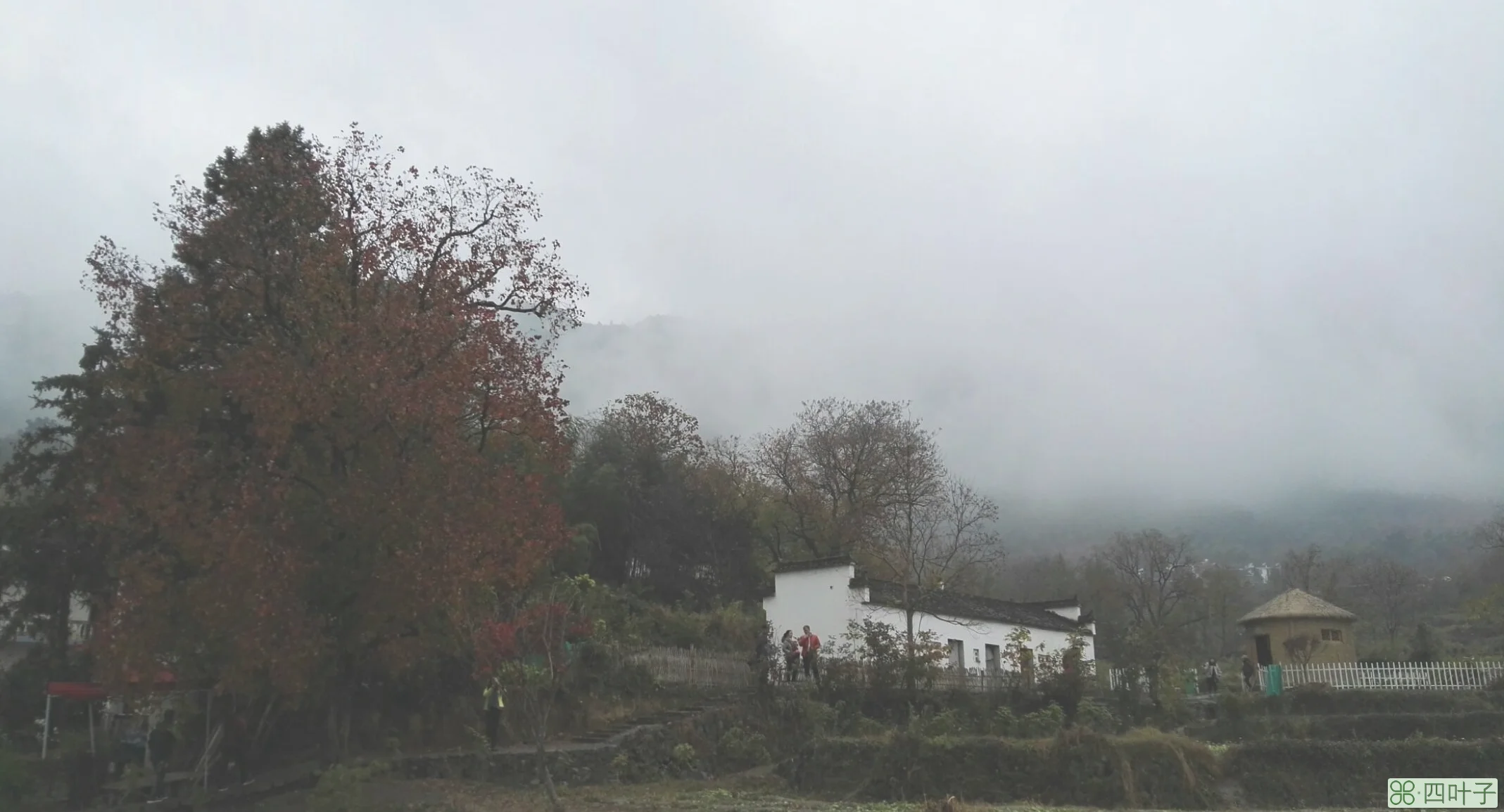 烟雨霏霏雾朦胧，雨中看花别样情