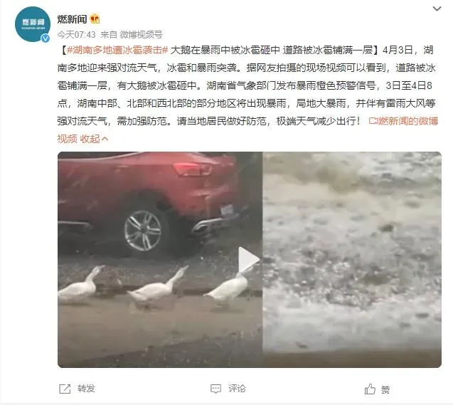 湖南多地下冰雹 大鹅暴雨中被砸 网友：快点来我锅里