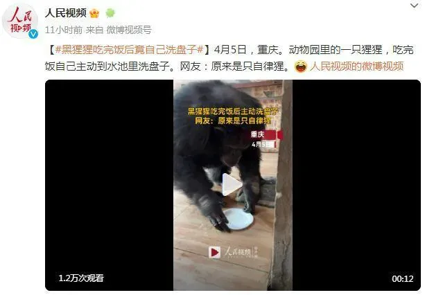 黑猩猩吃完饭主动到水池里洗盘子：动作十分娴熟
