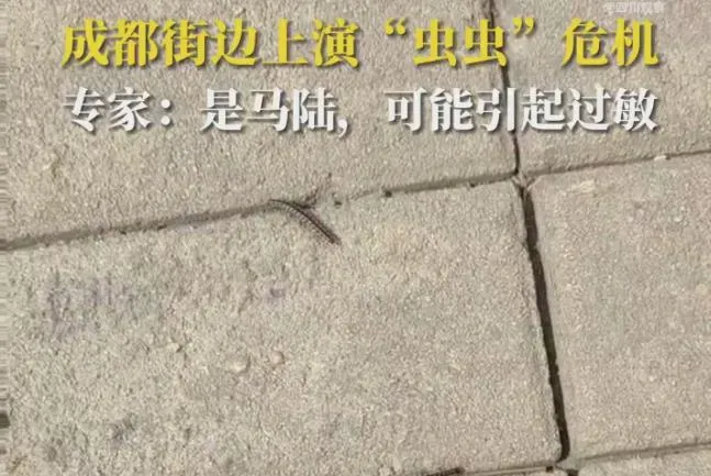 成都升温千足虫满街爬：街边上演“虫虫”危机(图)