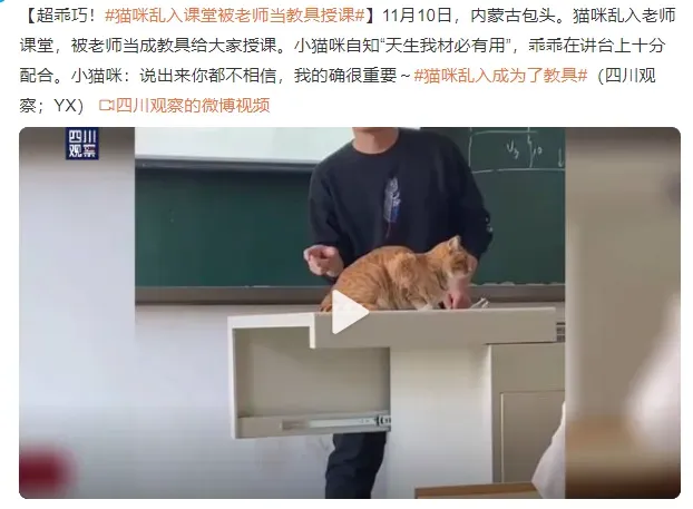 猫咪乱入课堂被老师当教具授课 橘猫尾巴很适合讲课使用