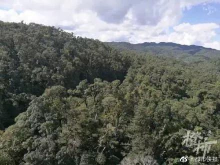 哀牢山究竟有多凶险？哀牢山野外考察人和熊会偶遇