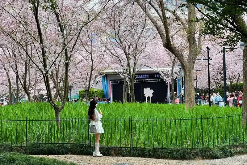 “螺蛳粉”樱花来了！樱花到底啥味儿？科普来了