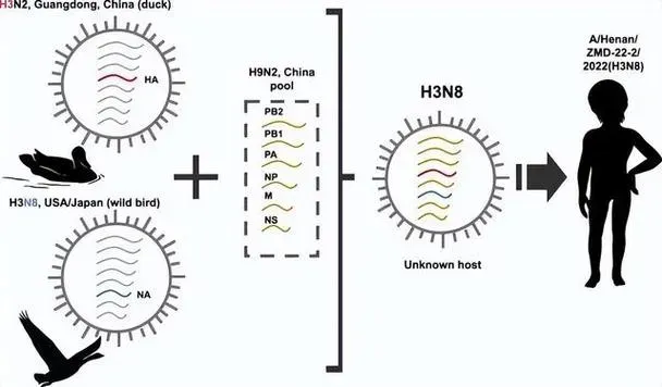 h3n8病毒是什么病毒