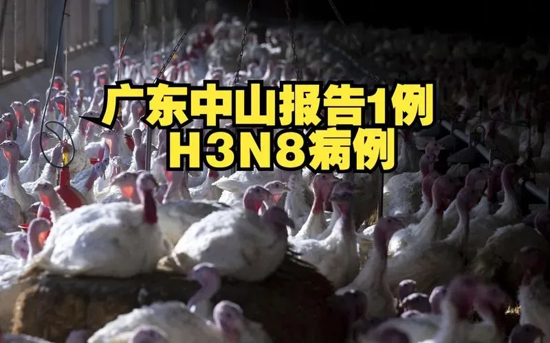 h3n8禽流感都有什么症状 h3n8病毒感染症状