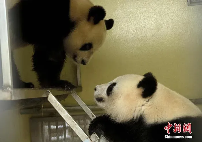法国将续租大熊猫“欢欢”“圆仔”至2027年