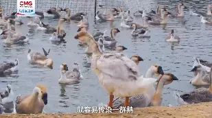 深圳大学生开发鹅脸识别用代码养鹅 AI自动筛选病鹅