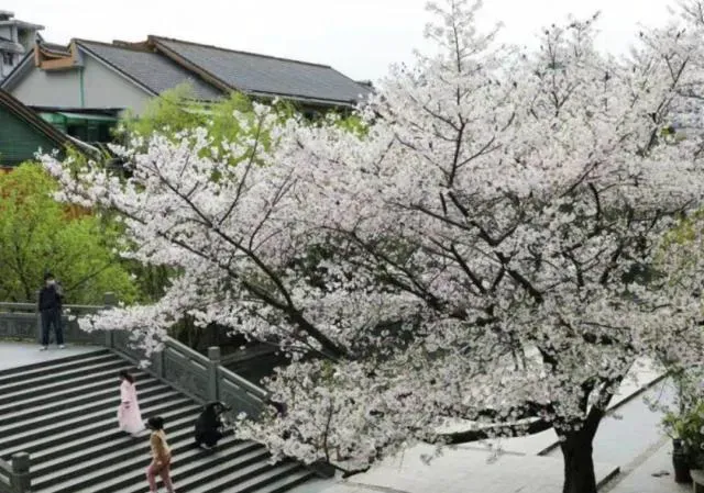 网红团队狂摇杭州百年樱花树 试图制造浪漫效果