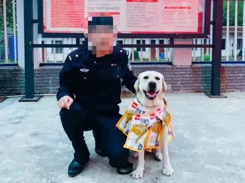 警犬被奖励鸡腿花环,趣闻丨警犬立功被奖励“鸡腿花环