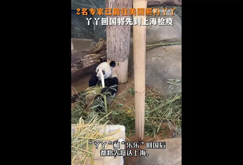 大熊猫“丫丫”和“乐乐”回国先到上海检疫 检疫合格后才能飞回北京