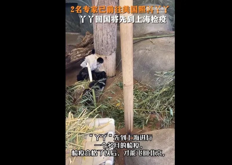 大熊猫“丫丫”和“乐乐”回国先到上海检疫 检疫合格后才能飞回北京