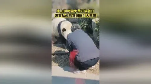 游客私闯熊猫园逗引大熊猫